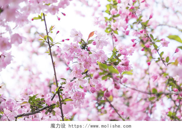 春天粉色樱花桃花背景图片
